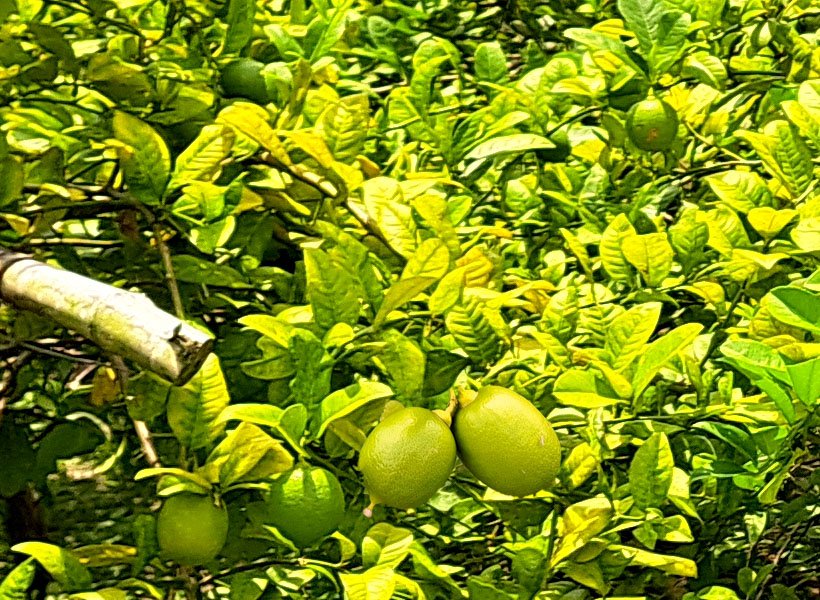 বিশ্বানাথে প্রবাসীর অর্থায়ন ও কৃষকের শ্রমে সফল লেবু বাগান, আরও ৬০ শতাংশ জমিতে মাল্টা চাষের স্বপ্ন